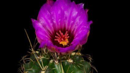 D'incroyables éclosions florales filmées en accéléré