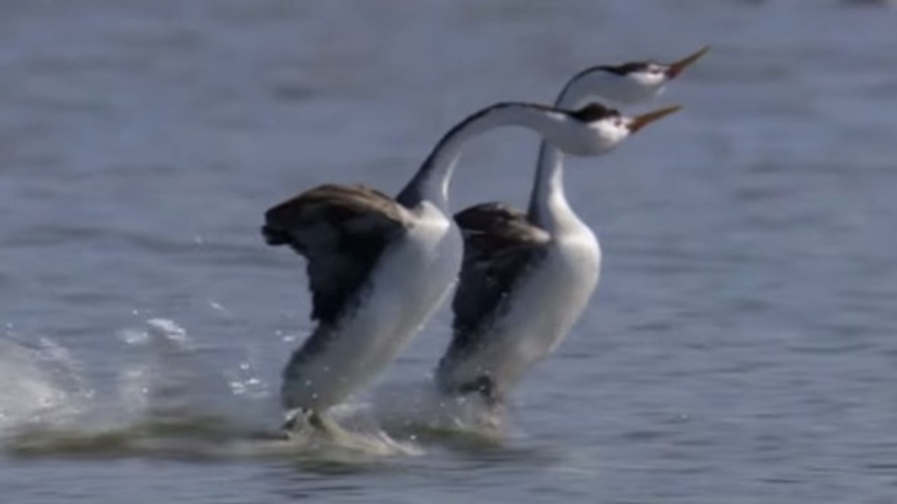 Assistez à l'incroyable parade nuptiale de deux grèbes immortalisée en vidéo