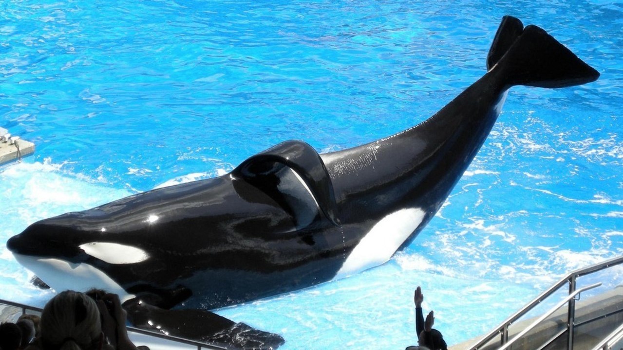 SeaWorld macht wichtige Ankündigungen bezüglich ihrer Orkazucht