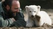 Le mystère de la mort de Knut, le célèbre ours polaire du zoo de Berlin, enfin résolu