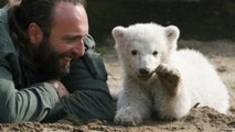 Le mystère de la mort de Knut, le célèbre ours polaire du zoo de Berlin, enfin résolu