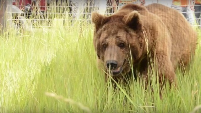 Après plus de 20 ans de captivité, des ours retrouvent leur liberté aux Etats-Unis