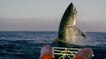 Le saut d'un grand requin blanc hors de l'eau filmé comme jamais