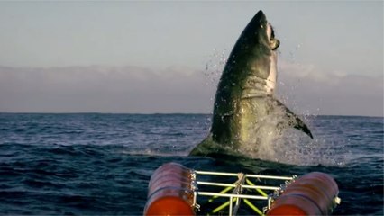 Le saut d'un grand requin blanc hors de l'eau filmé comme jamais