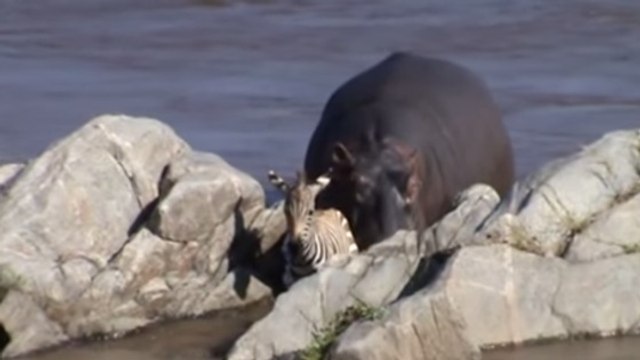 Quand un hippopotame vient au secours d'un jeune zèbre qui traverse une rivière