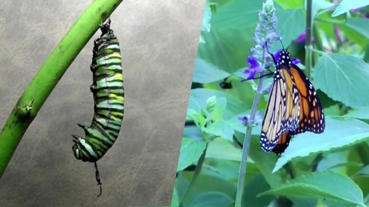 Observez la métamorphose envoutante d'une chenille en papillon monarque