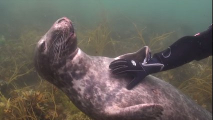 Un plongeur partage un extraordinaire moment avec un phoque gris