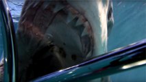 Des plongeurs vivent un tête-à-tête effrayant avec des grands requins blancs