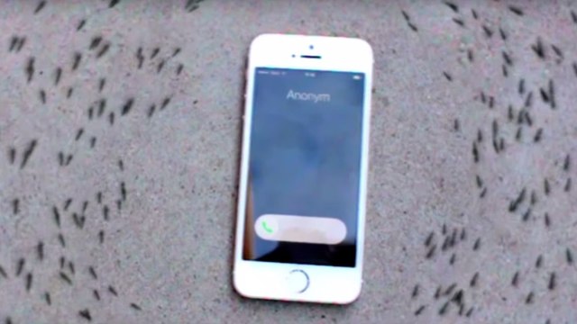 L'étrange comportement de fourmis observées autour d'un téléphone qui sonne