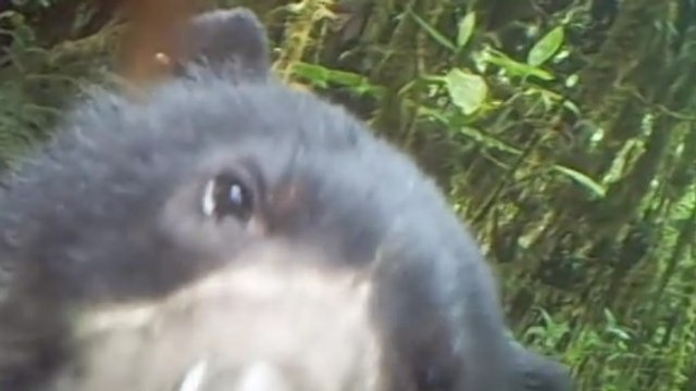 De rares images d'un ours à lunettes capturées par un piège photo