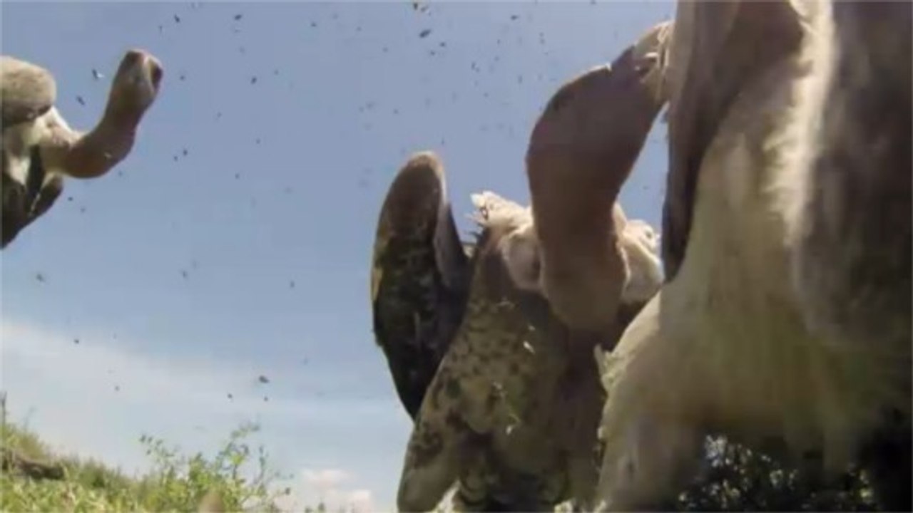 Voilà ce que vous verriez si des vautours vous dévoraient