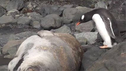 Quand un manchot saute sur un rocher... qui n'en est pas un !