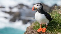 Les chants de ces cinq oiseaux vont vous étonner