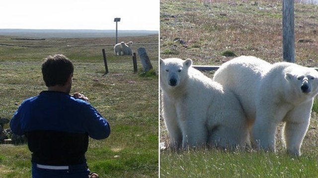 Un groupe d'ours polaires prend des chercheurs en otage en Russie