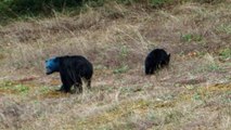 Un étrange ours noir à la tête bleue filmée en Colombie-Britannique