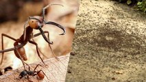 L'étrange phénomène de la spirale de la mort qui piège les fourmis