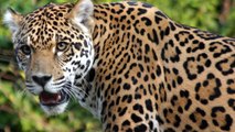 Un homme condamné à six mois de prison pour avoir tué un jaguar en Equateur