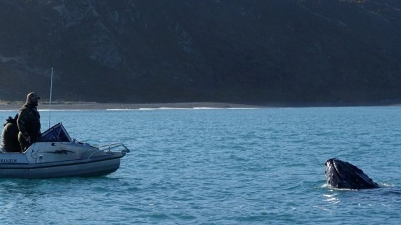 Le sauvetage d’un bébé baleine filmé au large de la Nouvelle-Zélande 