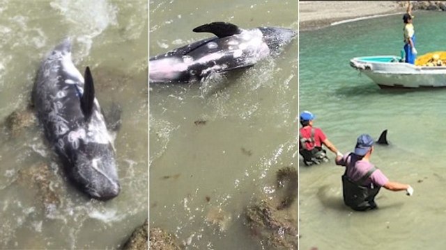 Les images choquantes d'un dauphin prêt à se jeter sur la terre ferme pour échapper à des pêcheurs