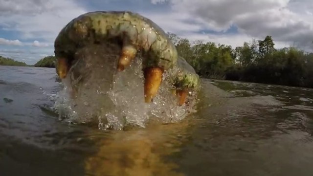 Des attaques de crocodiles filmées comme jamais en Australie