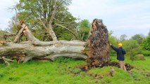 Un squelette datant du Moyen Âge découvert sous un arbre déraciné par une tempête