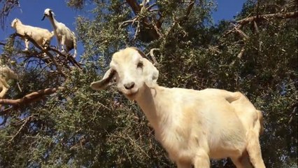 Quand les chèvres se mettent à grimper aux arbres