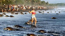 Une nuée de touristes perturbe la reproduction de tortues de mer au Costa Rica