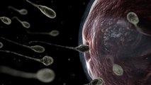 Des spermatozoïdes créés in vitro pour lutter contre l'infertilité masculine