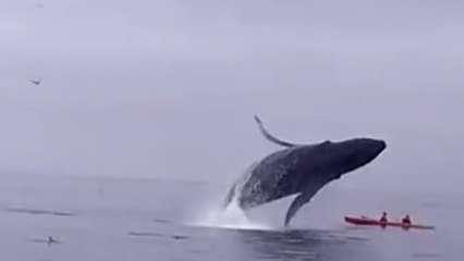 Une baleine à bosse renverse le kayak de deux touristes au large de la Californie