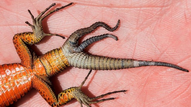 Un étonnant lézard à trois queues retrouvé au Kosovo