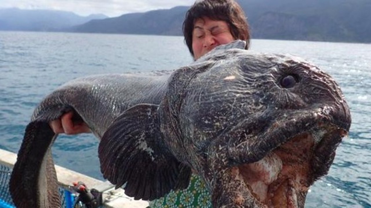 L'accident de Fukushima est-il responsable de la taille de cet étrange poisson ?