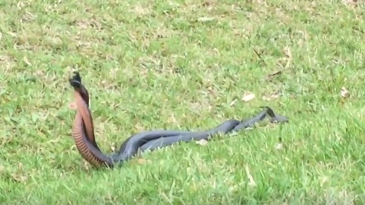 L'étonnante "danse" de deux serpents surpris en plein combat