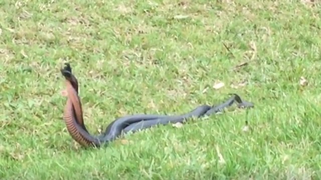 L'étonnante danse de deux serpents surpris en plein combat