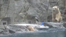 Une ourse polaire vient à la rescousse de son petit tombé à l'eau