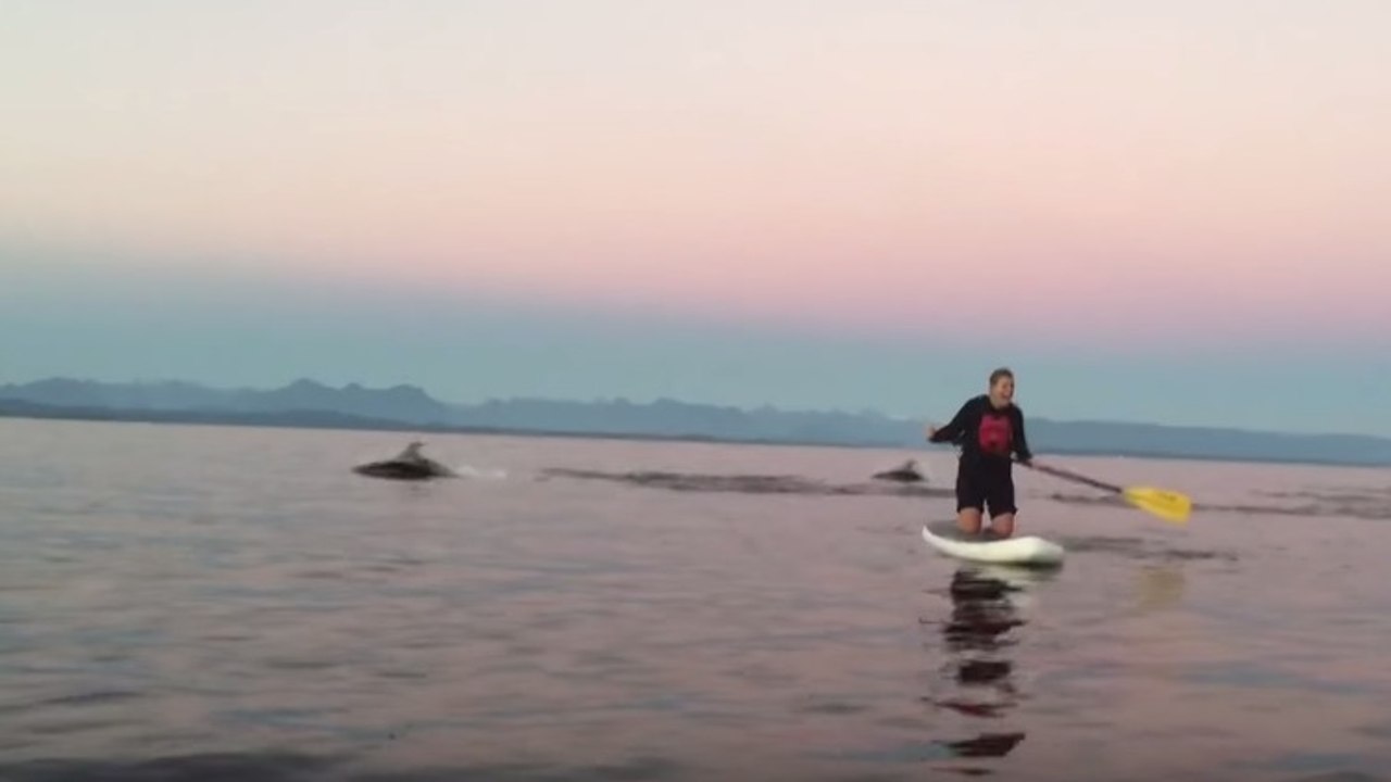 Des kayakistes croisent un immense banc de dauphins au large du Canada