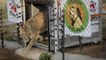 Des lions découvrent la sensation de liberté après des années de captivité en Roumanie