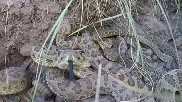 Une plongée impressionnante au milieu d'un nid de serpents à sonnette