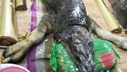 "Mi-buffle, mi-crocodile" : une étrange créature voit le jour en Thaïlande