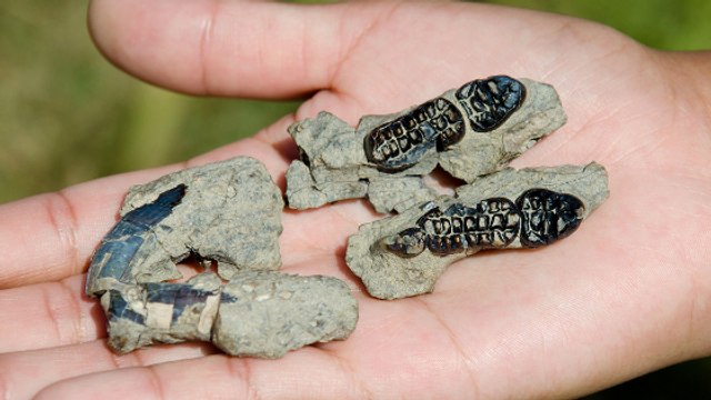 Une étudiante découvre un petit mammifère qui a survécu à l'extinction des dinosaures