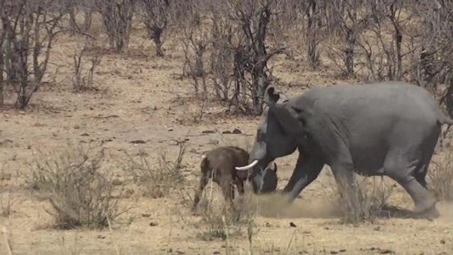 Quand un éléphant s'attaque à un buffle sous les yeux de touristes dans le parc Kruger