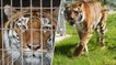Le dernier tigre de cirque de Bulgarie retrouve sa liberté après 12 ans de captivité