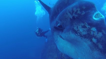 Une rencontre impressionnante entre un poisson-lune et des plongeurs au Portugal