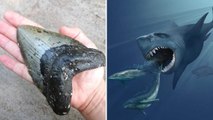 Mégalodon : d'impressionnantes dents du requin préhistorique s'échouent sur les plages américaines