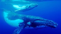 Ecoutez les fantastiques cris de baleines à bosse enregistrés au large de l'Australie