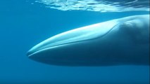 Une espèce très rare de baleine dévoile ses secrets au large de Madagascar