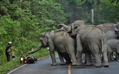 Des éléphants s’en prennent à un motocycliste en Thaïlande