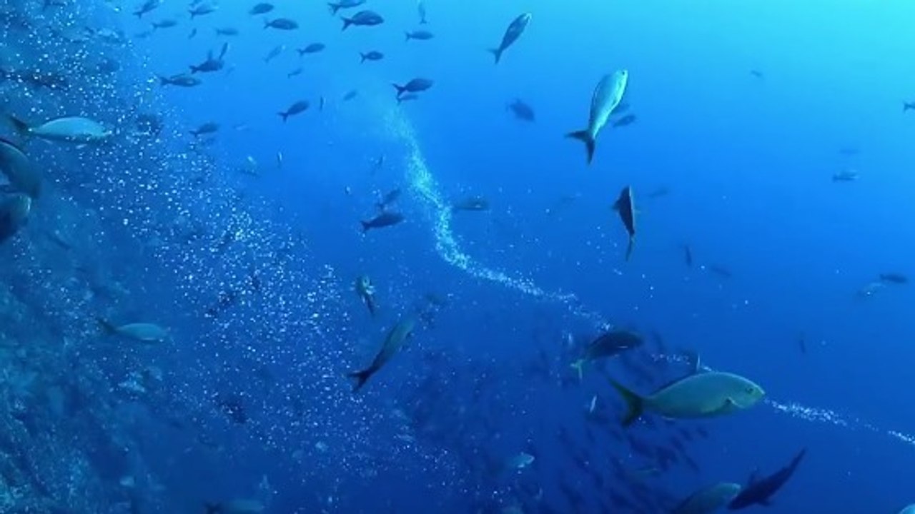 Un étonnant vortex de bulles fait tournoyer des poissons dans les profondeurs