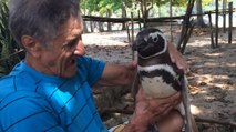Jinjing, le manchot sauvage qui ne veut plus quitter le Brésilien qui l'a sauvé