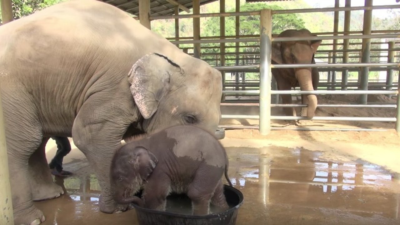 Ce petit éléphant passe le meilleur moment de sa vie à l’heure du bain