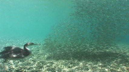 L'envoutante vidéo d'un banc de poissons qui tente d'échapper à un cormoran